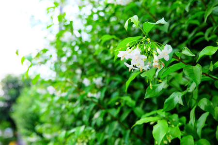 Flower with green leafの写真素材