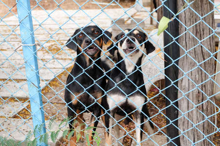 Two dogs behind the fenceの写真素材