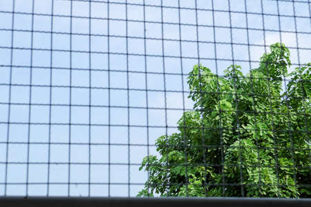 Blue sky behind the fenceの写真素材