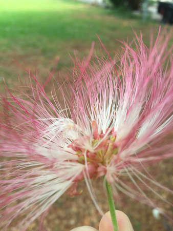 Samnea flowerの写真素材