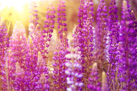 Blooming willow-herb in the sunlight