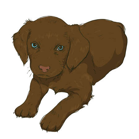 Little puppy on a white background. Vector illustration of a dog in the style of drawingのイラスト素材