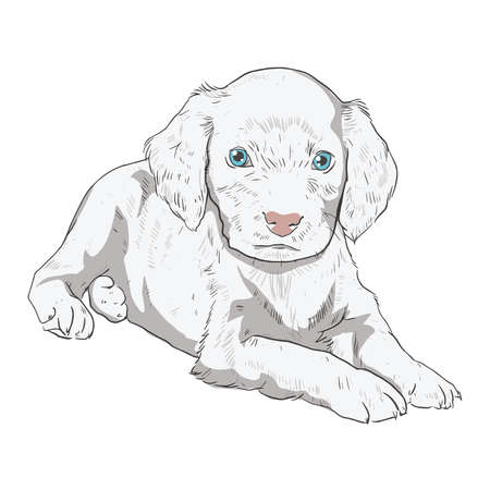 Little puppy on a white background. Vector illustration of a dog in the style of drawingのイラスト素材