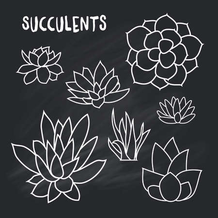 Graphic Set of succulents isolated on chalk board for design of cards, invitations. illustrationのイラスト素材
