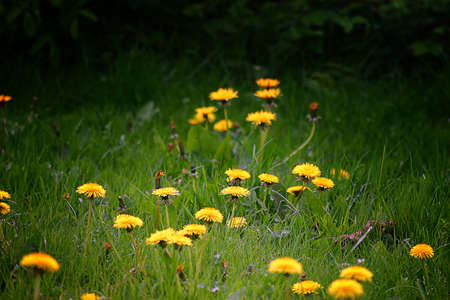 Dandilions