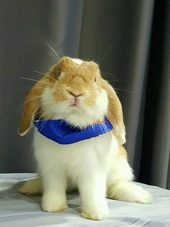 Super bunny girlの素材