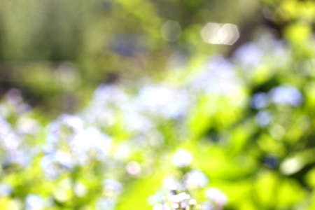 blurred picture of flowers and trees in natureの写真素材
