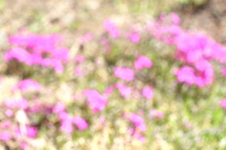 blurred picture of flowers and trees in natureの写真素材