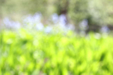 blurred picture of flowers and trees in natureの写真素材