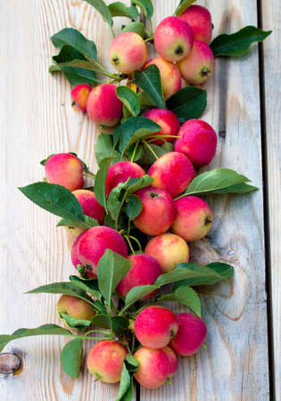 Autumn harvest of apples. Red apples on a wooden background. Healthy eatingの写真素材