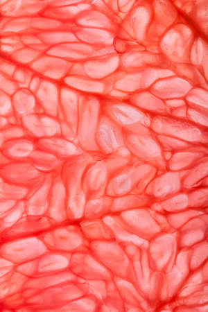 Grapefruit close-up textureの写真素材