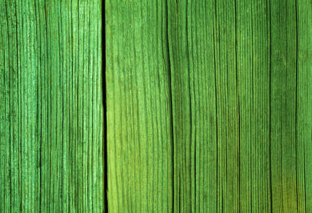 Green aged wooden material background texture patten patrick dayの写真素材