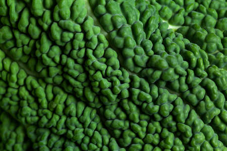 Savoy cabbage close up green textureの写真素材