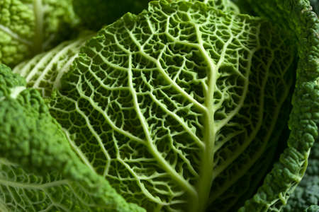 Savoy cabbage superfood close up texture