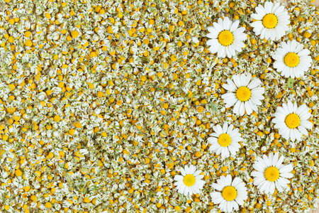Dried organic natural chamomile blooming flowers texture background with fresh camomile flowersの写真素材