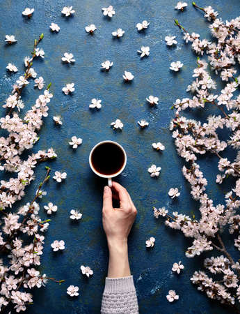 Hand holds a cup of morning coffee and spring flowers with branches blossoming apricots on blue concrete background view from above. Flat lay style. Expensive rich colors. Creative design of flowers.の写真素材