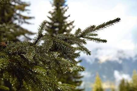 Spruce branch with drops of water