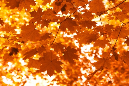 Orange maple leaves