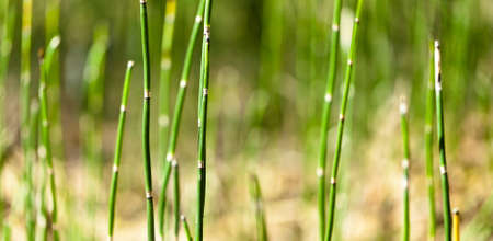 The grass in the forestの写真素材