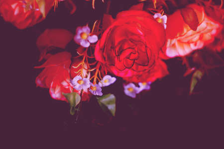 Roses Art Designの写真素材