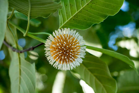 Bur-flower Tree in the northeast of Thailand,selective focusの写真素材