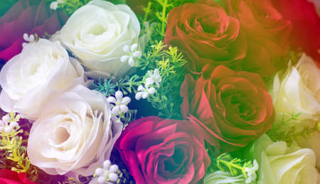 bouquet of roses with gradient for background.