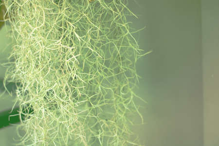 Spanish moss with retro style for background