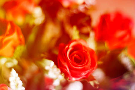Abstract Flowers and blur styleの写真素材