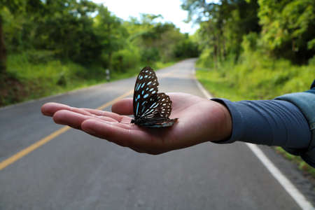 Hand holding a butterfly,selective focusの写真素材