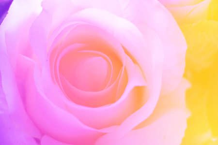 Colorful singles rose flowers fabric made with gradient for backgroundの写真素材