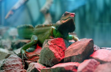 Reptile on the stones