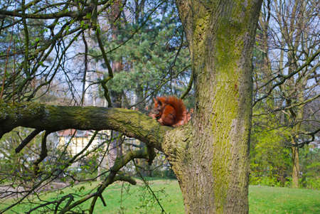 Red Squirrel in Denmarkの写真素材