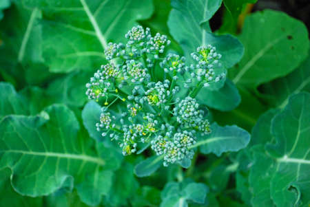 Organic Broccoliの写真素材