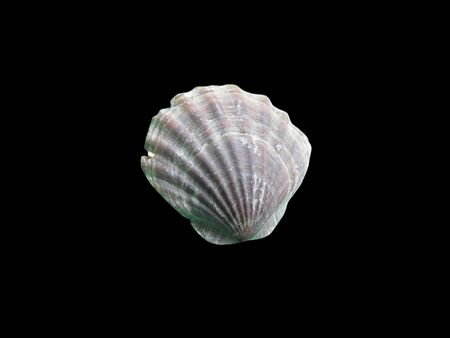 Shiny macro single seashell, isolated on blackの写真素材