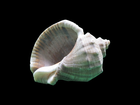 Shiny macro single seashell, isolated on black