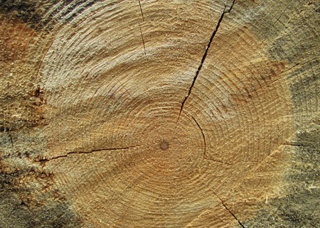 macro cracked wood stump texture photoの写真素材