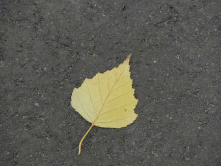 single yellow autumn leaf on the groundの写真素材
