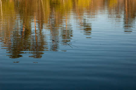trees with golden leaves reflected in the water