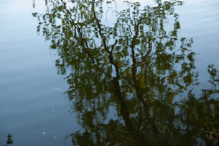the green tree is reflected in the blue waterの写真素材