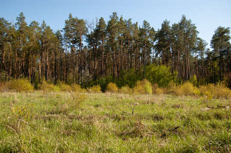 the edge of a pine forest with green grass and blue skies
