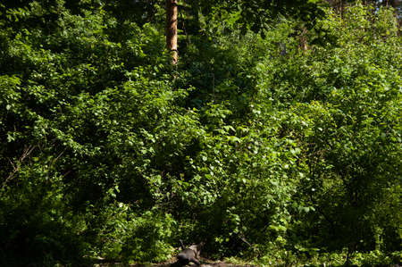 summer background: trees with lush green leavesの写真素材