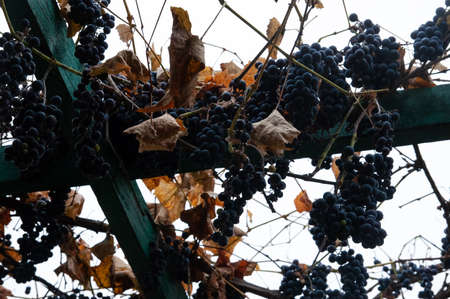Bunches and leaves of grapes on poles against the skyの写真素材