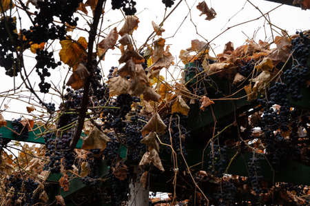 Bunches and leaves of grapes on poles against the skyの写真素材