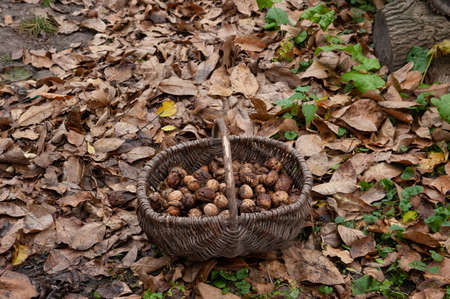 a wicker basket of walnuts stands amidst fallen autumn leavesの写真素材
