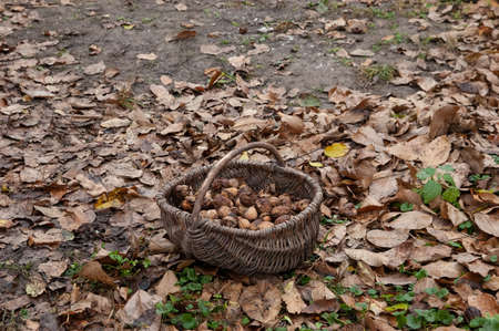 a wicker basket of walnuts stands amidst fallen autumn leavesの写真素材