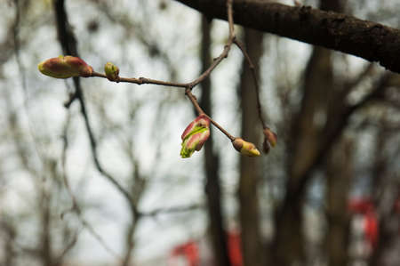 a branch with young spring buds, selective focus