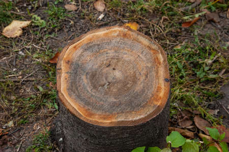 evenly cut tree stump, selective focusの写真素材