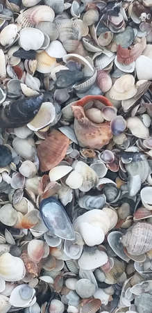 Sea background: various sea shells, top view