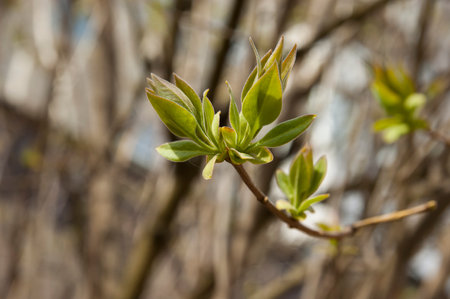 first young spring leaves, selective focus, blurred backgroundの写真素材