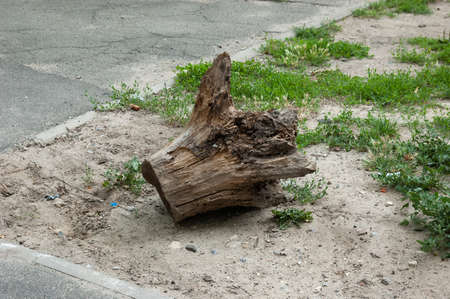 The driftwood lies in the corner of the lawn, next to the sidewalk